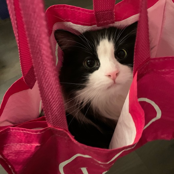 Meet your Posher, BB - Picture 3 of 10